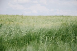 campo-hierba-viento-pradera-gramineas