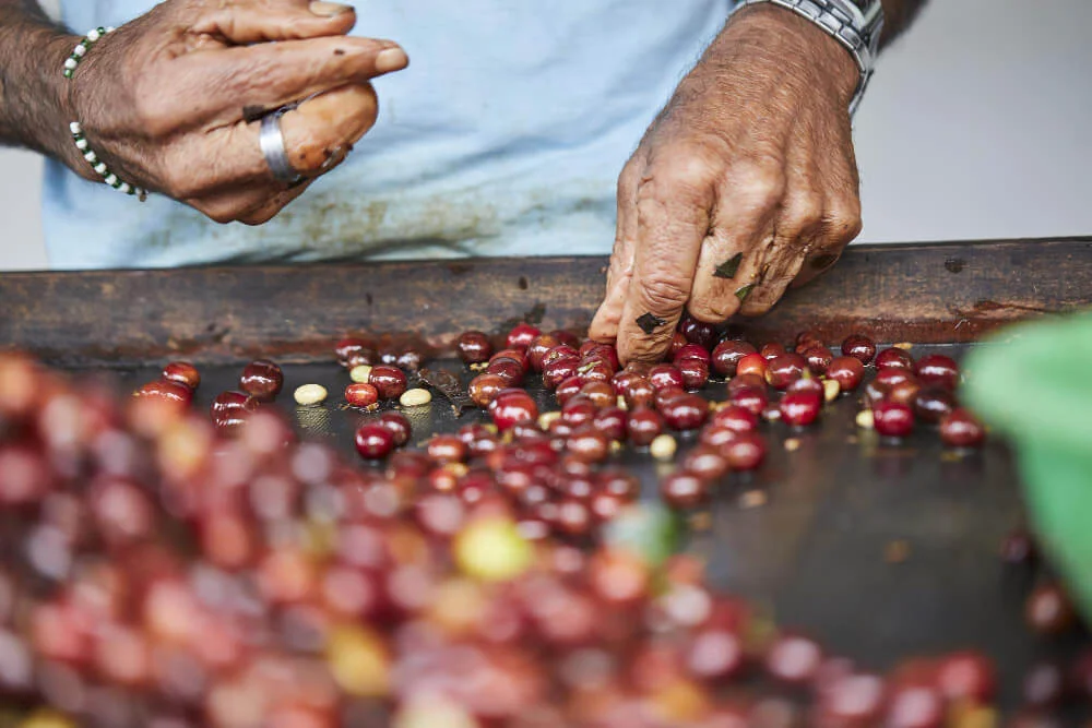 importancia-del-cafe-para-colombia